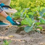 Mineralna gnojiva su ključ uspješne i plodne poljoprivrede Mineralna gnojiva