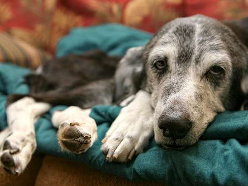 glukozamin za pse za smanjenje boli