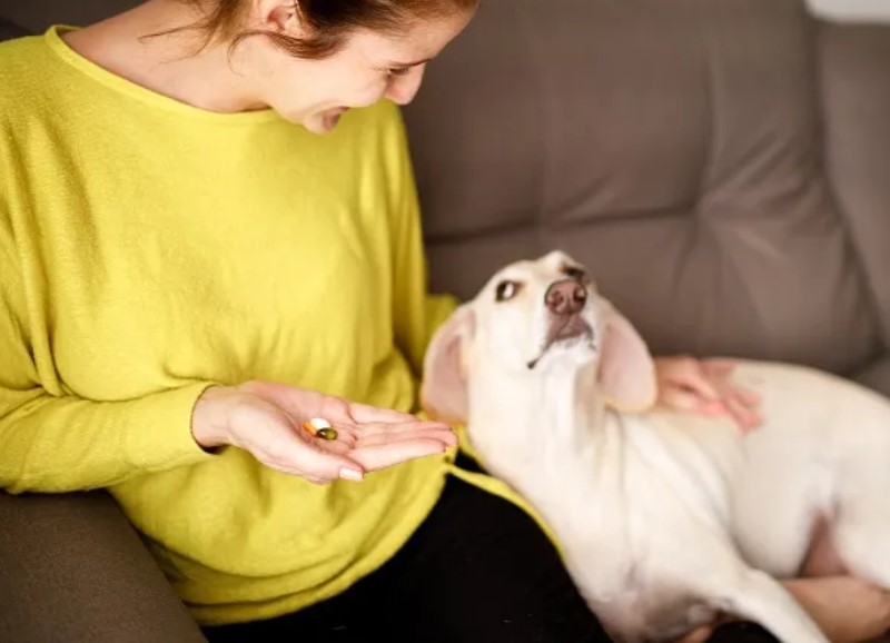 Vitamini za pse za bolje zdravlje
