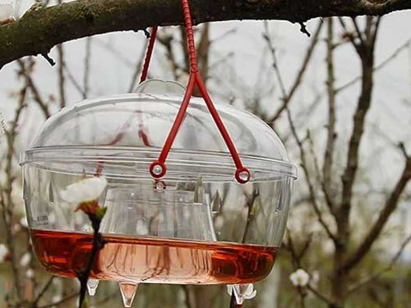 zamke za ose privuku insekte pomoću mamaca